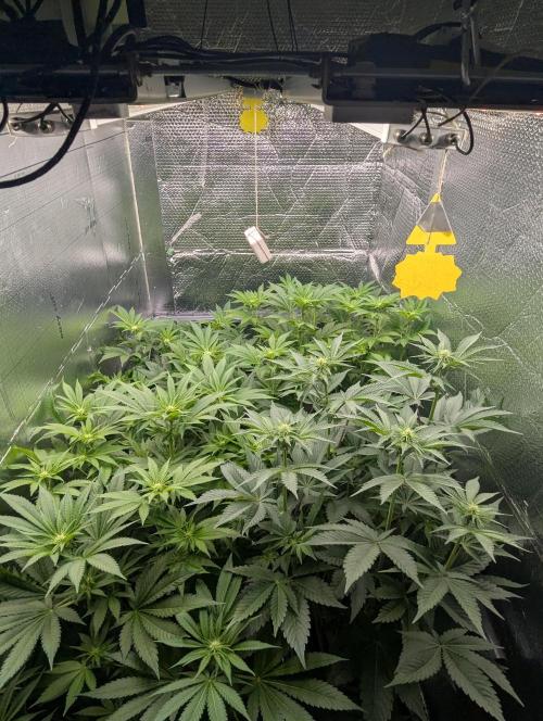 Biotabs/Autopot.- Triple Cheese. Week 7