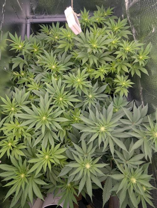 Biotabs/Autopot.- Triple Cheese. Week 7