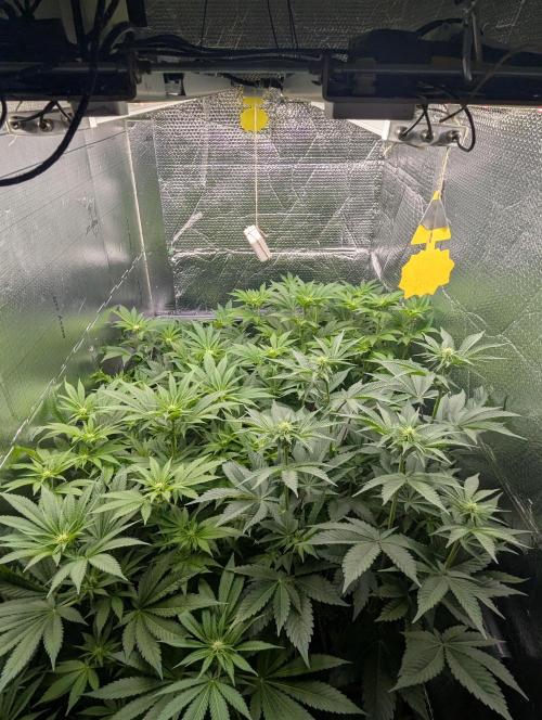 Biotabs/Autopot.- Triple Cheese. Week 7