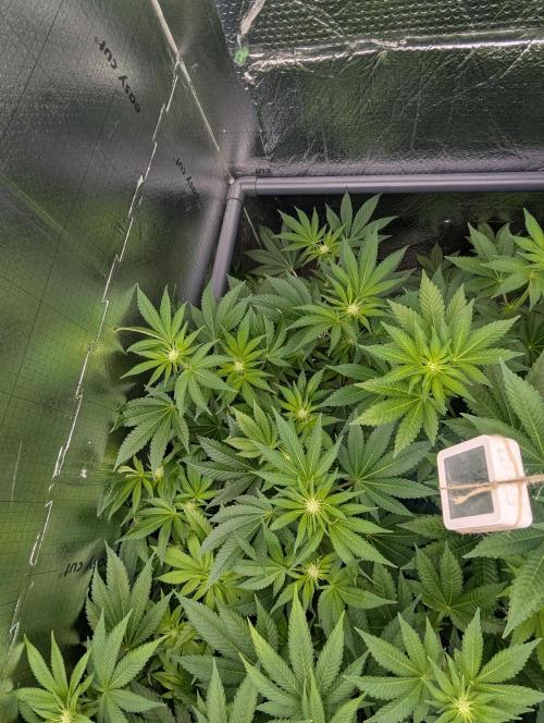 Biotabs/Autopot.- Triple Cheese. Week 7