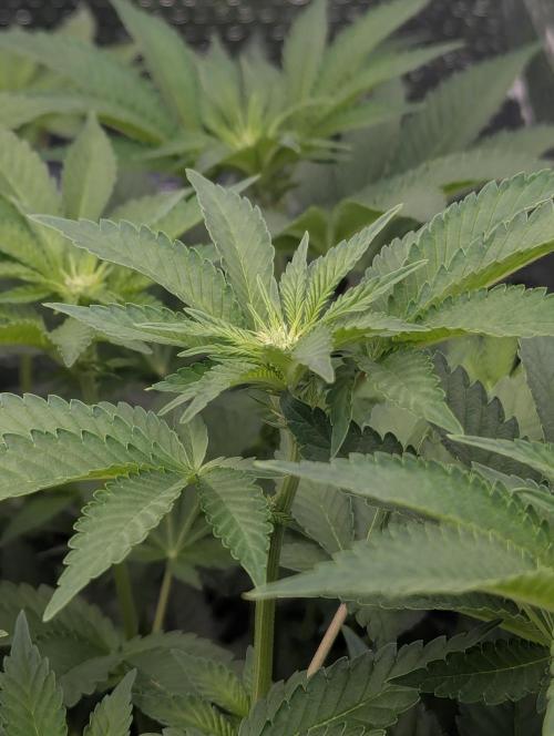 Biotabs/Autopot.- Triple Cheese. Week 7