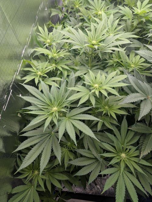 Biotabs/Autopot.- Triple Cheese. Week 7