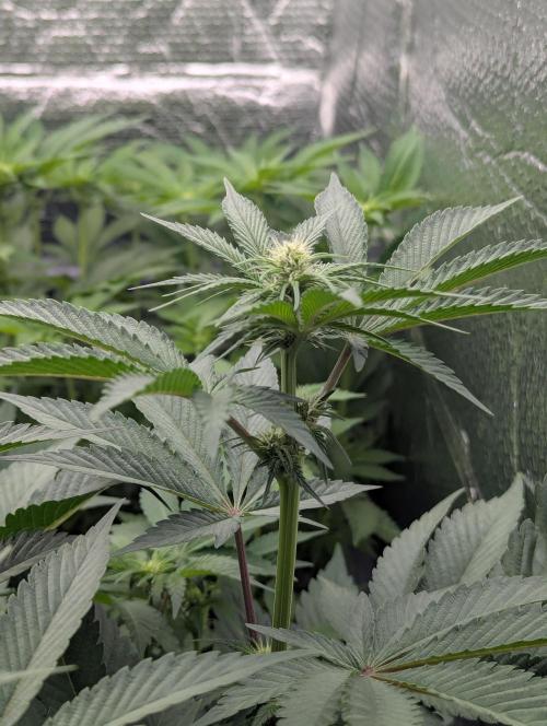 Biotabs/Autopot.- Triple Cheese. Week 7