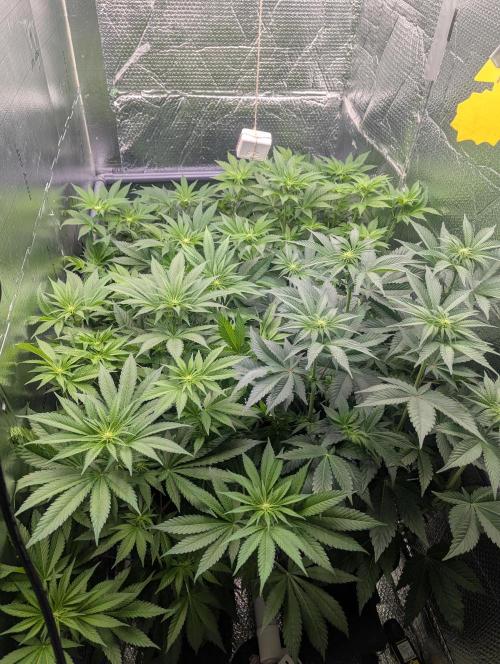 Biotabs/Autopot.- Triple Cheese. Week 7