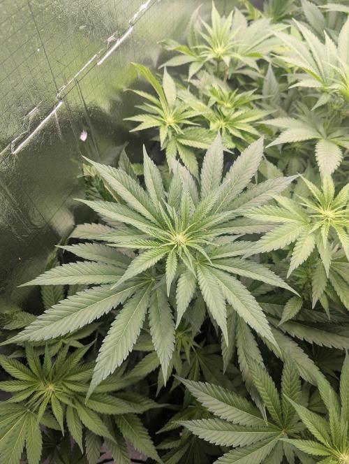 Biotabs/Autopot.- Triple Cheese. Week 7