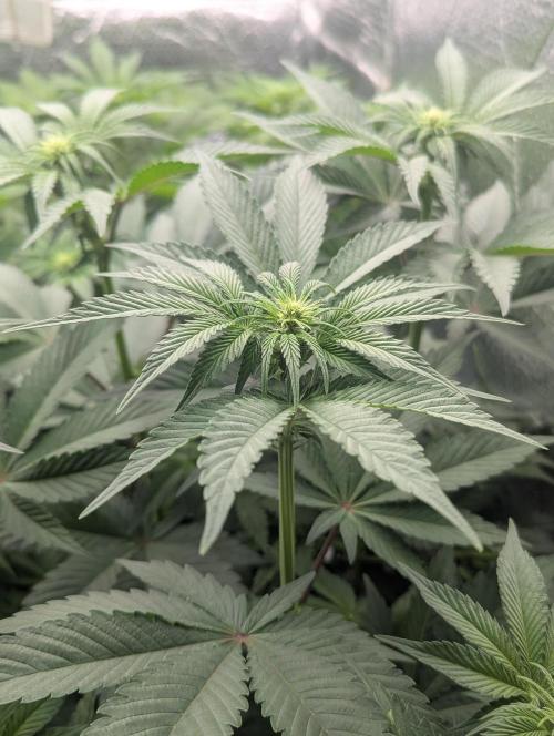 Biotabs/Autopot.- Triple Cheese. Week 7