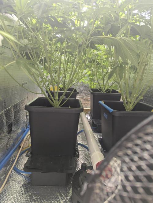 Biotabs/Autopot.- Triple Cheese. Week 7