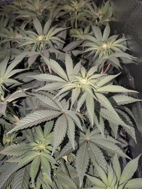 Biotabs/Autopot.- Triple Cheese. Week 7