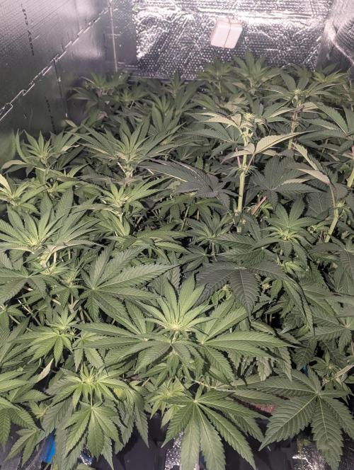 Biotabs/Autopot.- Triple Cheese. Week 7