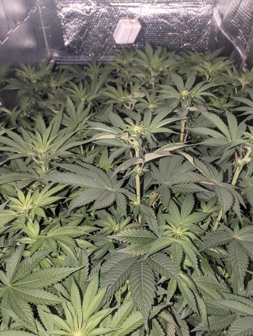 Biotabs/Autopot.- Triple Cheese. Week 7