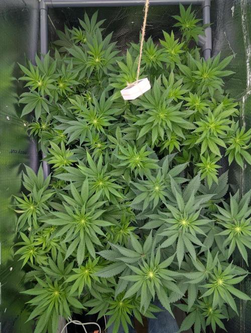 Biotabs/Autopot.- Triple Cheese. Week 7