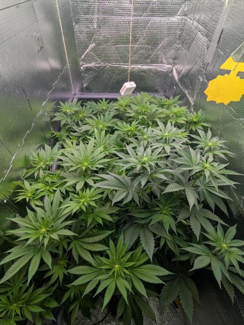 Biotabs/Autopot.- Triple Cheese. Week 7