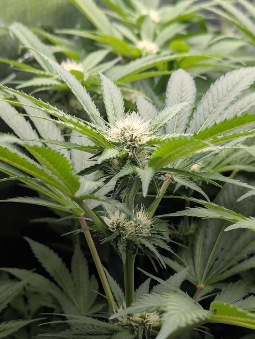 Biotabs/Autopot.- Triple Cheese. Week 8