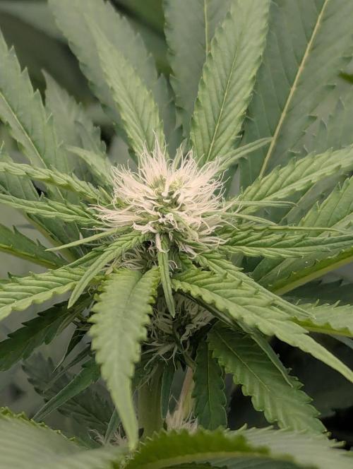 Biotabs/Autopot.- Triple Cheese. Week 8