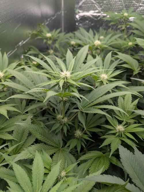 Biotabs/Autopot.- Triple Cheese. Week 8