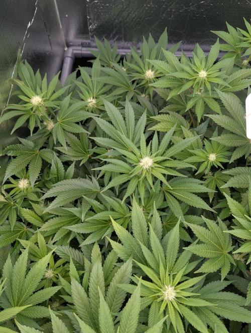 Biotabs/Autopot.- Triple Cheese. Week 8