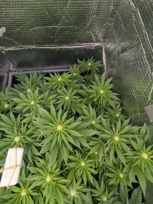 Biotabs/Autopot.- Triple Cheese. Week 8