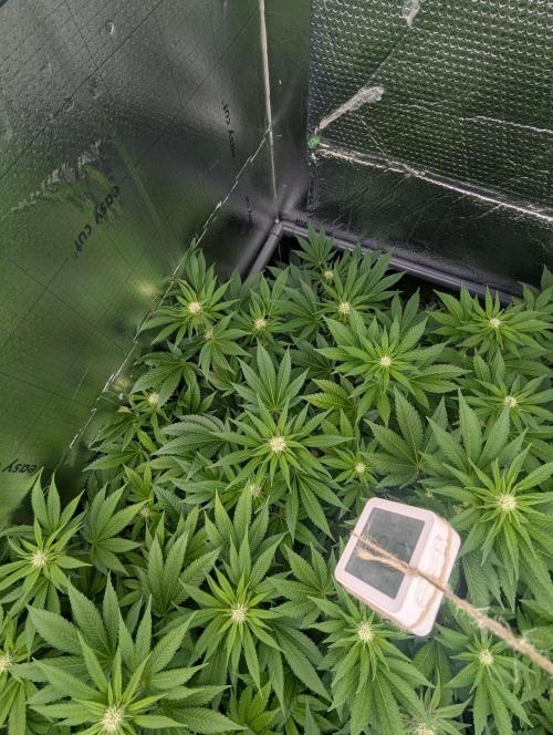 Biotabs/Autopot.- Triple Cheese. Week 8