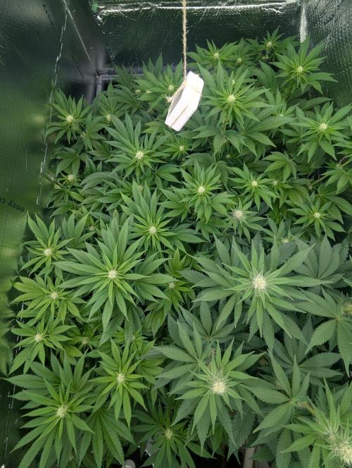 Biotabs/Autopot.- Triple Cheese. Week 8