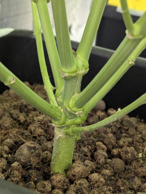 Biotabs/Autopot.- Triple Cheese. Week 8