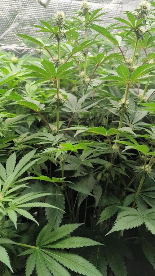 Biotabs/Autopot.- Triple Cheese. Week 8