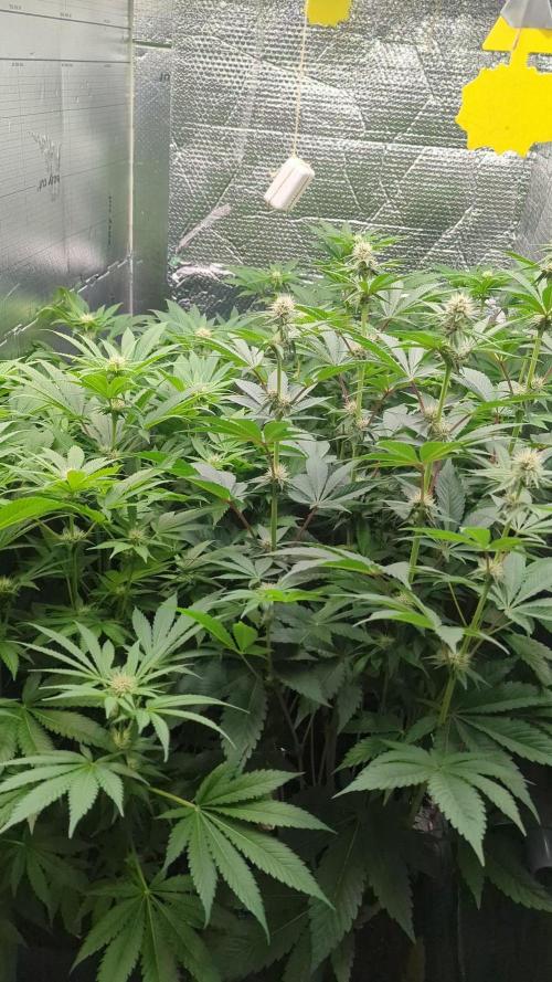 Biotabs/Autopot.- Triple Cheese