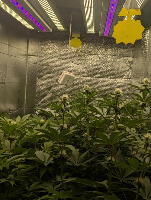 Biotabs/Autopot.- Triple Cheese. Week 8