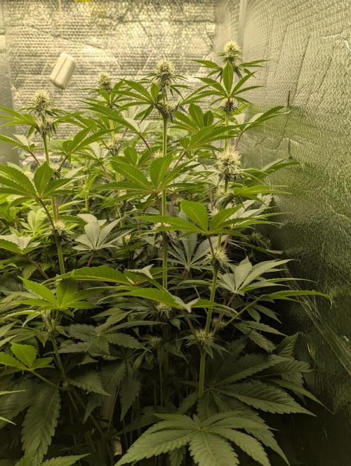 Biotabs/Autopot Tropicana Cherry. Week 8