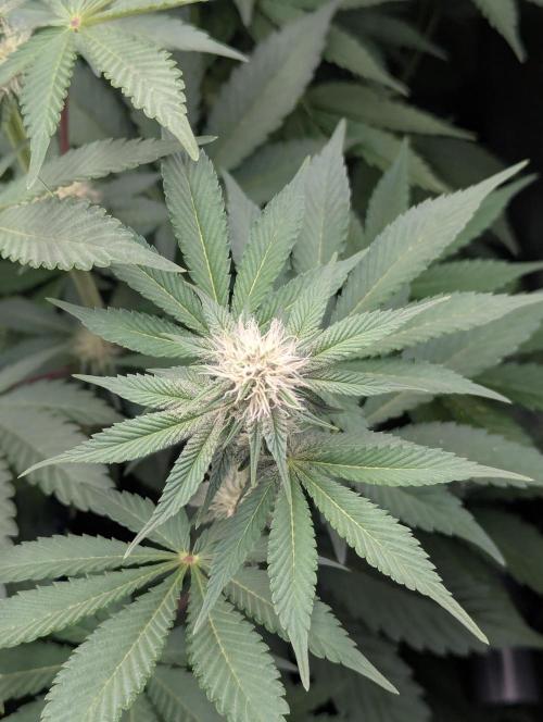 Biotabs/Autopot Tropicana Cherry. Week 8