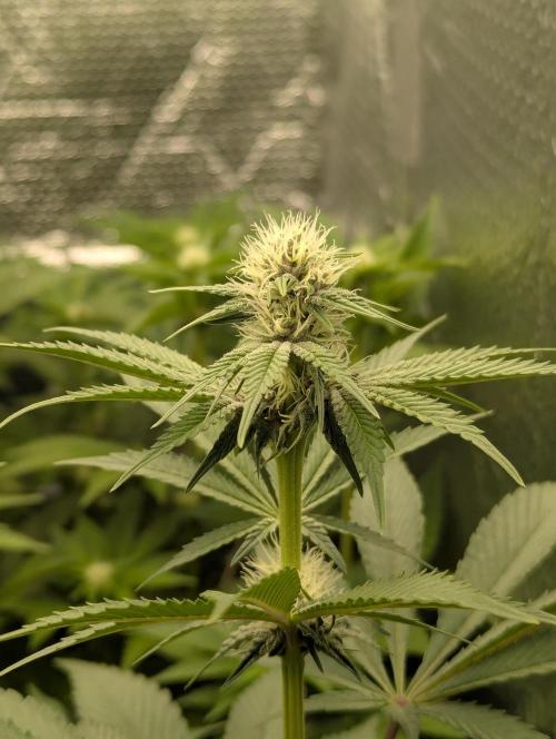 Biotabs/Autopot Tropicana Cherry. Week 8