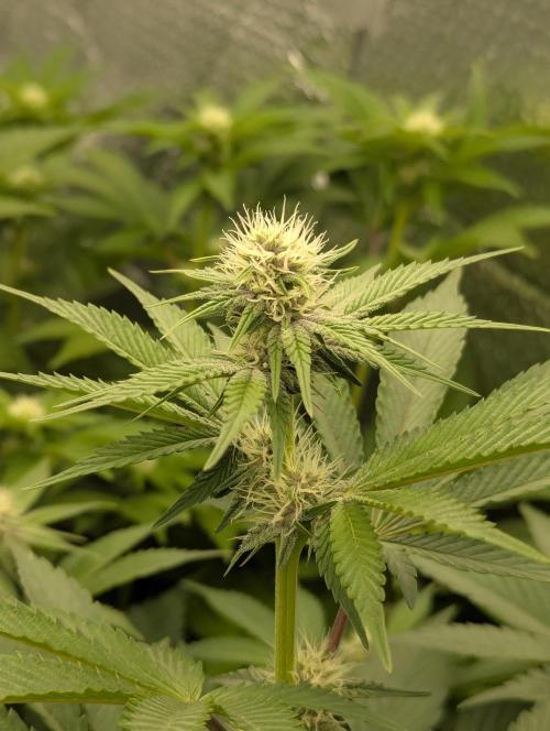 Biotabs/Autopot Tropicana Cherry. Week 8