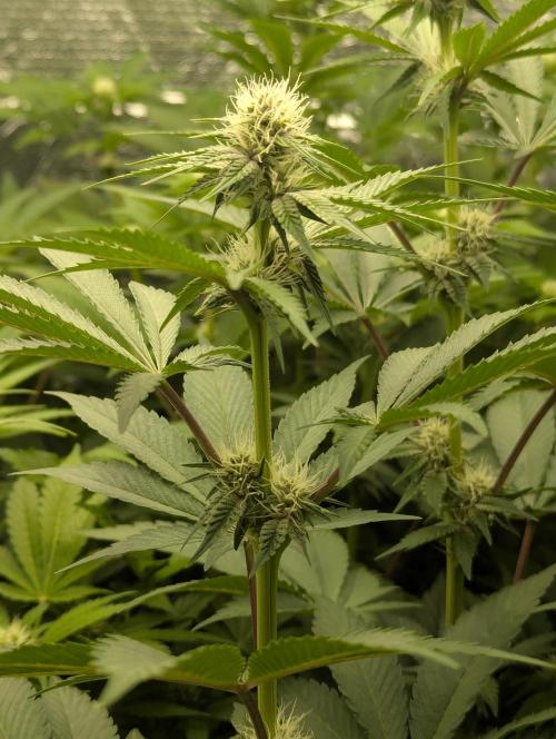 Biotabs/Autopot Tropicana Cherry. Week 8