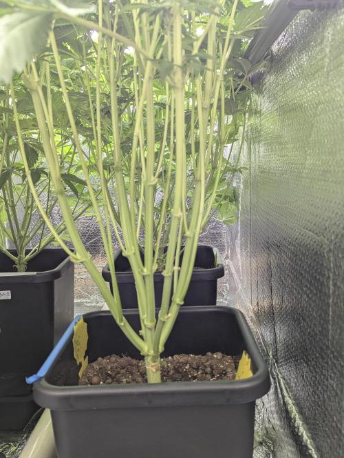 Biotabs/Autopot Tropicana Cherry. Week 8