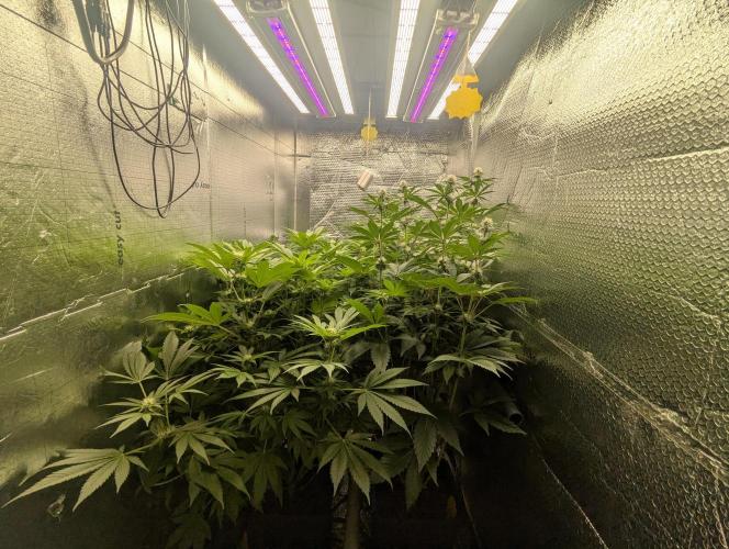 Biotabs/Autopot Tropicana Cherry. Week 8