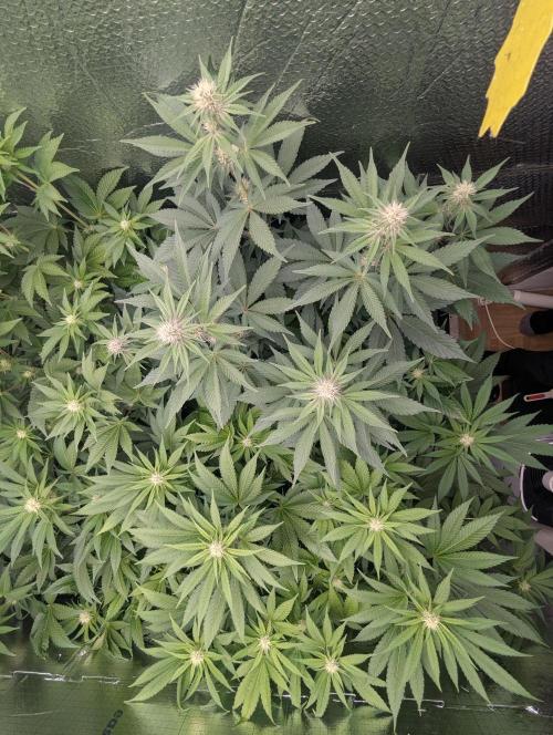 Biotabs/Autopot Tropicana Cherry. Week 8