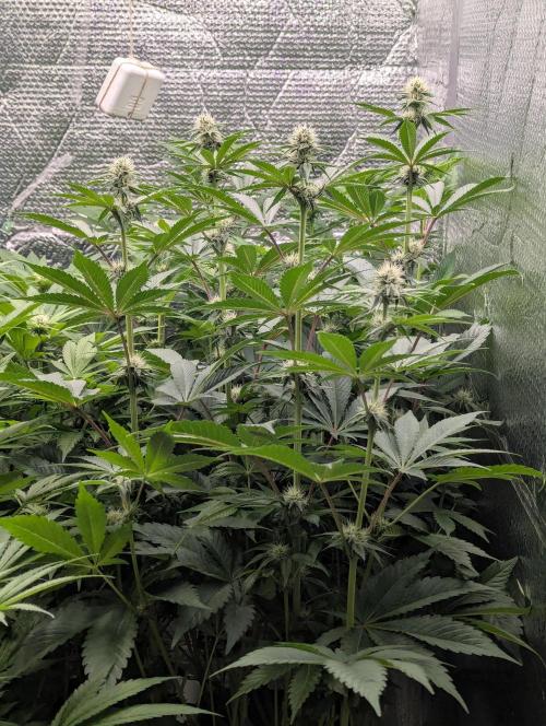 Biotabs/Autopot Tropicana Cherry. Week 9