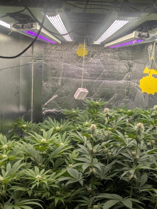 Biotabs/Autopot Tropicana Cherry. Week 9