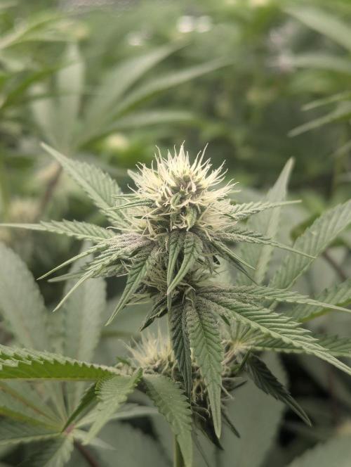 Biotabs/Autopot Tropicana Cherry. Week 9