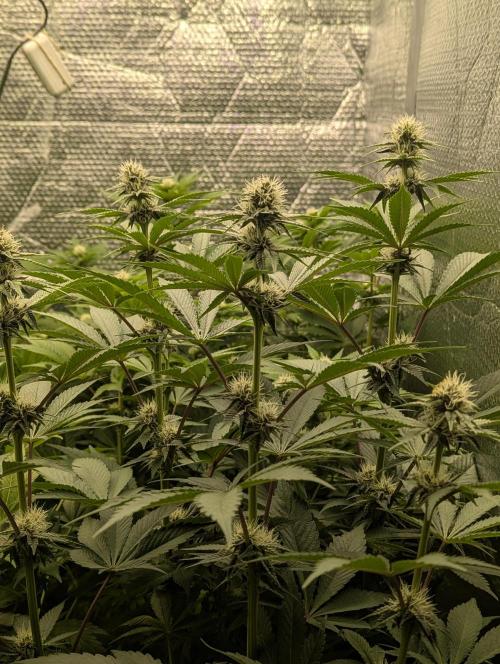 Biotabs/Autopot Tropicana Cherry. Week 9