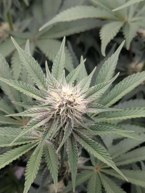 Biotabs/Autopot Tropicana Cherry. Week 9