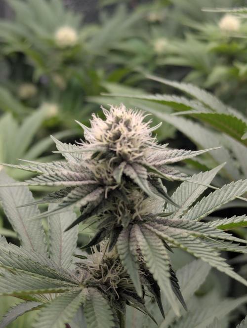 Biotabs/Autopot Tropicana Cherry. Week 9