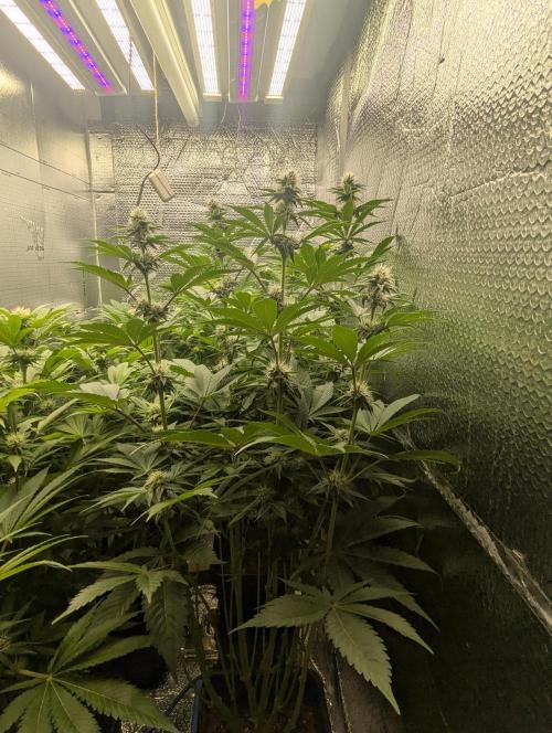 Biotabs/Autopot Tropicana Cherry. Week 9