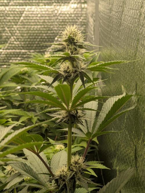 Biotabs/Autopot Tropicana Cherry. Week 9