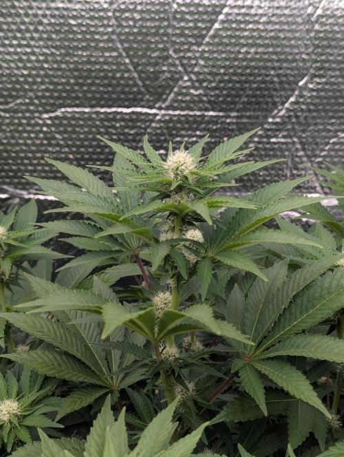 Biotabs/Autopot Tropicana Cherry. Week 9