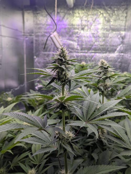 Biotabs/Autopot Tropicana Cherry. Week 9