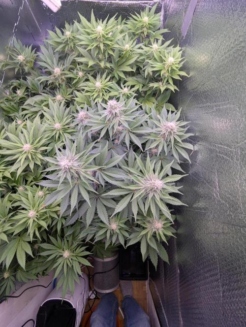 Biotabs/Autopot Tropicana Cherry. Week 9