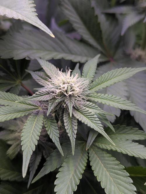 Biotabs/Autopot Tropicana Cherry. Week 9