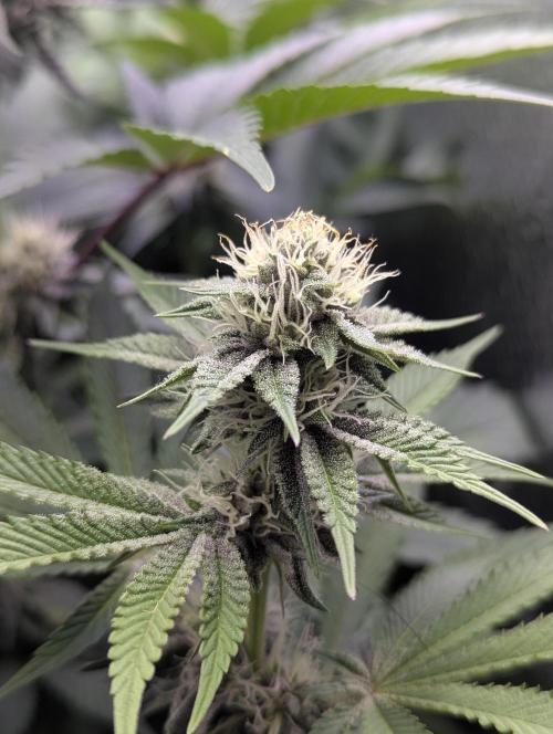 Biotabs/Autopot Tropicana Cherry. Week 9