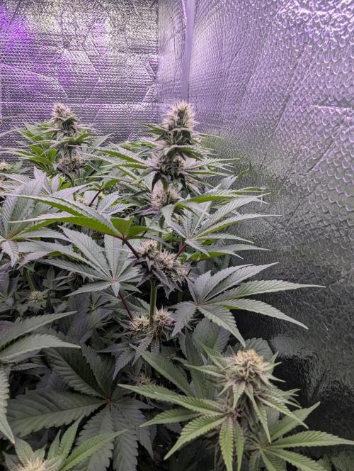 Biotabs/Autopot Tropicana Cherry. Week 9