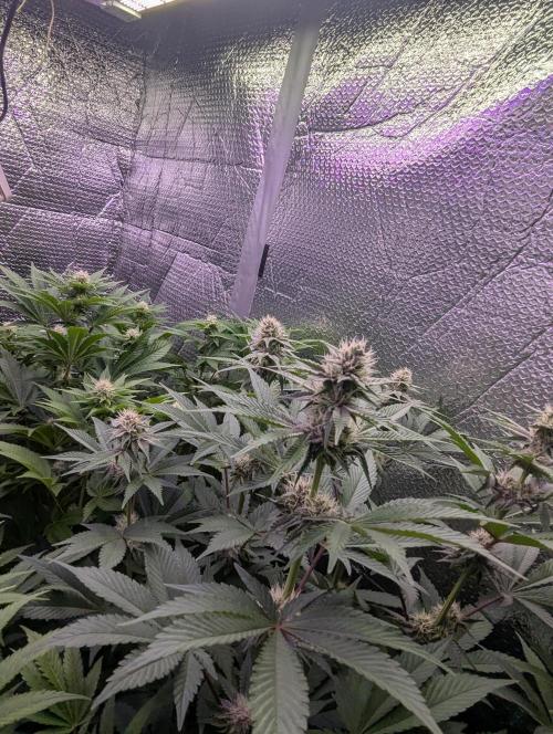 Biotabs/Autopot Tropicana Cherry. Week 9